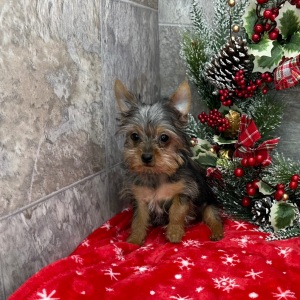 Yorkshire Terrier Puppy Virgil