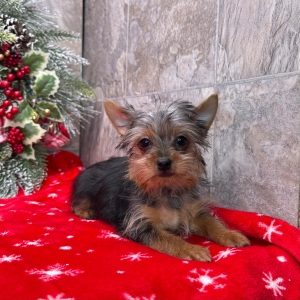Yorkshire Terrier Puppy Virgil