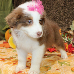 Australian Shepherd Puppy Ginger