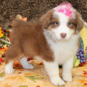 Australian Shepherd Puppy Ginger