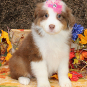 Australian Shepherd Puppy Ginger