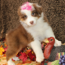 Australian Shepherd Puppy Ginger