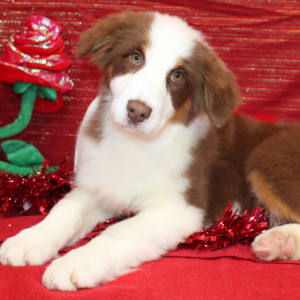 Australian Shepherd Puppy Ginger