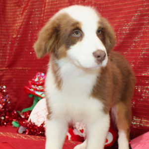 Australian Shepherd Puppy Ginger