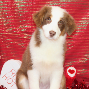 Australian Shepherd Puppy Ginger