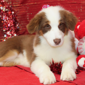 Australian Shepherd Puppy Ginger