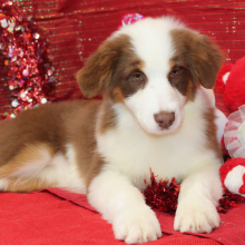 Australian Shepherd Puppy Ginger