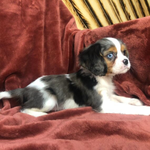 Cavalier King Charles Spaniel Puppy Jaden