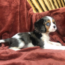 Cavalier King Charles Spaniel Puppy Jaden
