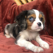 Cavalier King Charles Spaniel Puppy Jaden