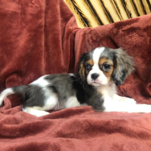 Cavalier King Charles Spaniel Puppy Jaden