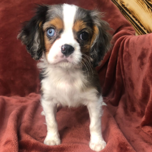 Cavalier King Charles Spaniel Puppy Jaden