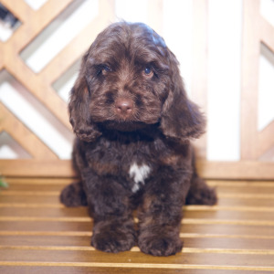 Cockapoo Puppy Nick