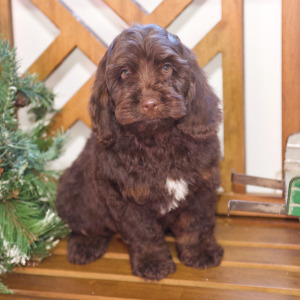 Cockapoo Puppy Nick