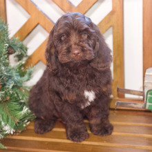 Cockapoo Puppy Nick