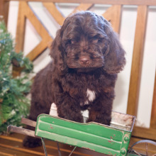 Cockapoo Puppy Nick