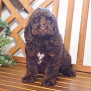 Cockapoo Puppy Nick