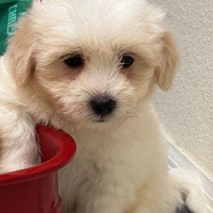 Coton de Tulear Puppy Apollo