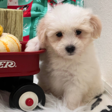 Coton de Tulear Puppy Apollo