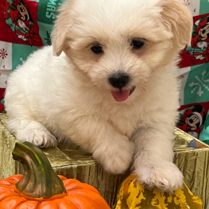 Coton de Tulear Puppy Apollo