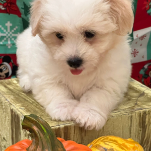 Coton de Tulear Puppy Apollo