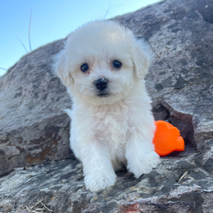 Bichon Frise Puppy Lucy