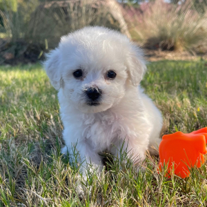Bichon Frise Puppy Lucy