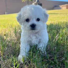 Bichon Frise Puppy Lucy