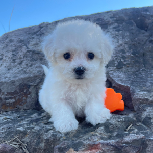 Bichon Frise Puppy Lucy