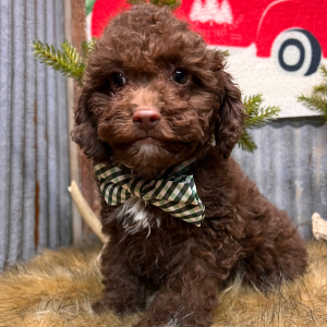 Cockapoo Puppy Brick