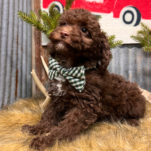 Cockapoo Puppy Brick