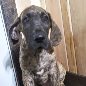 Great Dane Puppy Rocky