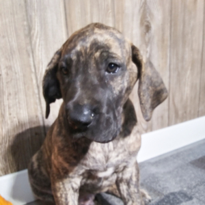 Great Dane Puppy Rocky