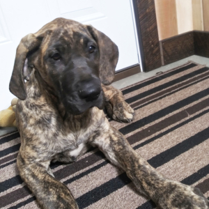 Great Dane Puppy Rocky