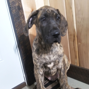 Great Dane Puppy Rocky