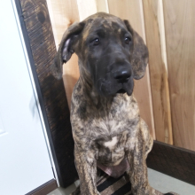 Great Dane Puppy Rocky