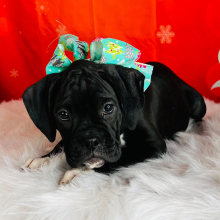 Boxer Puppy Leslie