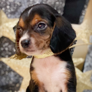 Beagle Puppy Bailey