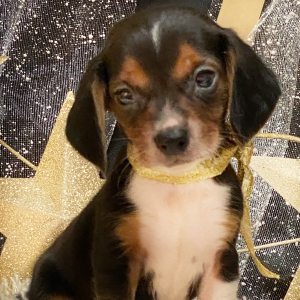 Beagle Puppy Bailey