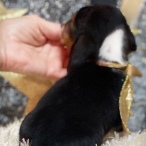 Beagle Puppy Bailey