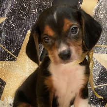 Beagle Puppy Bailey