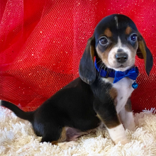 Beagle Puppy Bailey