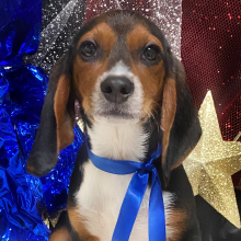 Beagle Puppy Bailey