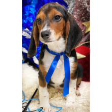 Beagle Puppy Bailey