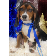Beagle Puppy Bailey