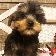 Yorkshire Terrier Puppy Leona