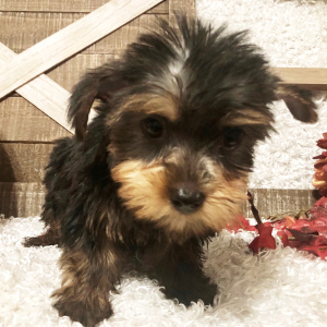 Yorkshire Terrier Puppy Leona