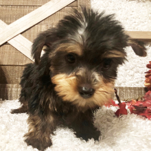 Yorkshire Terrier Puppy Leona