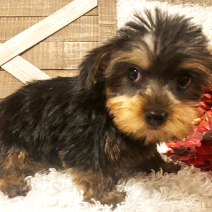 Yorkshire Terrier Puppy Leona