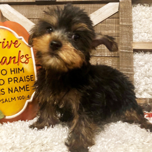 Yorkshire Terrier Puppy Leona